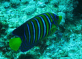   Royal Angel Fish  